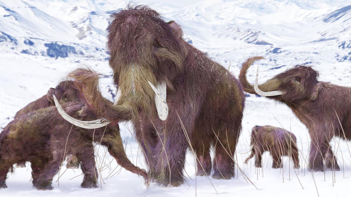 ​An illustration of a family of woolly mammoths.