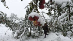 Third Early Snowfall in a Row Menaces Kashmir’s Apple Harvest