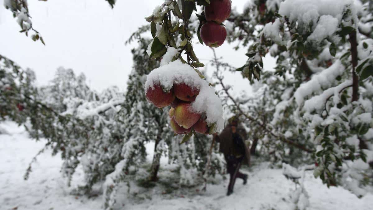 Apple trees covered in snow in the Kashmir valley.