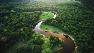 Trees in Amazon Wetlands Contribute to Methane Emissions, Study Says