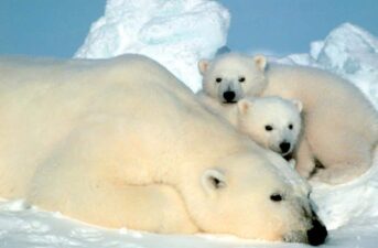 Lawsuit to Protect Arctic Polar Bears From Oil Drilling Launched Against Biden Administration