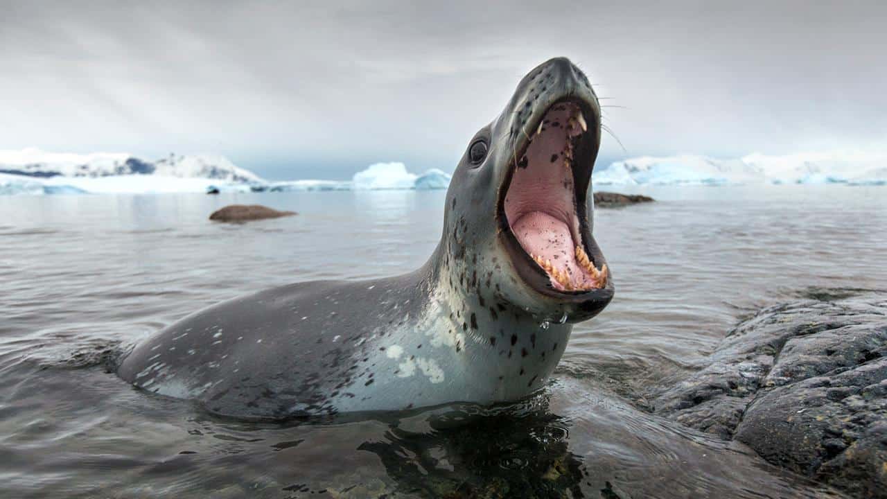 ​A Leopard seal bares its teeth