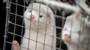 Italy Votes to Ban Fur Farming and Shut Down Mink Farms