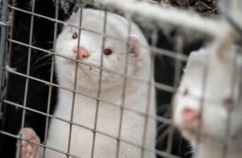 Italy Votes to Ban Fur Farming and Shut Down Mink Farms