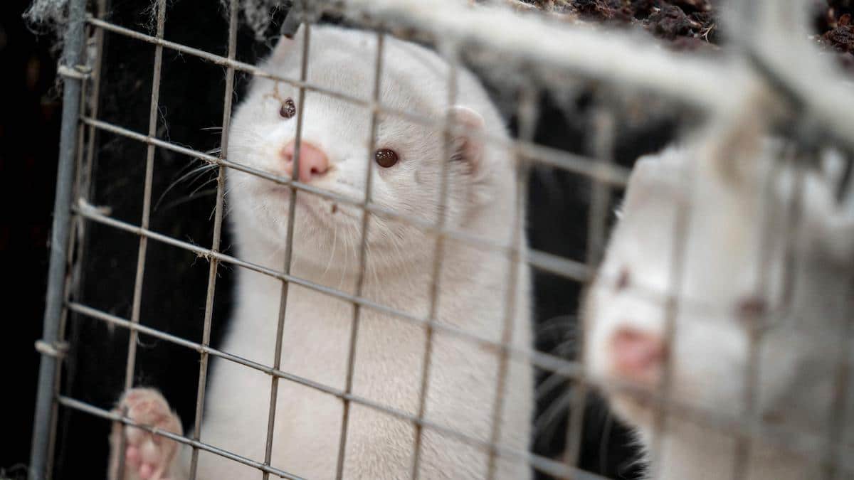 Mink look out from their cage at a farm.