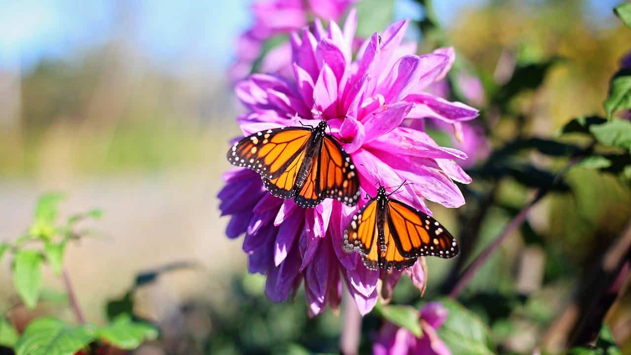 monarch butterflies on flower