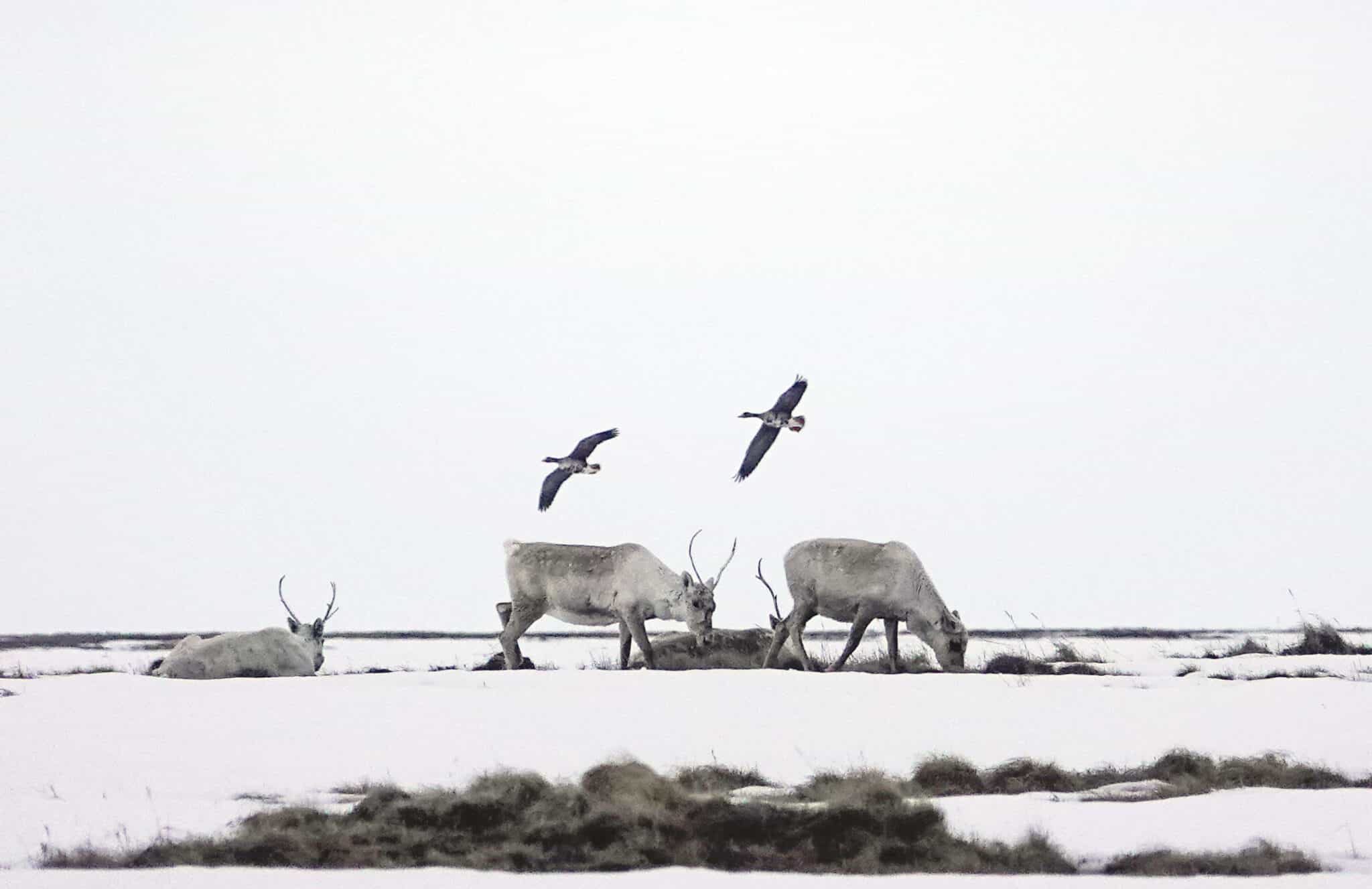 Alaska Climate Change Wildlife Oil Drilling Caribou