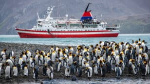 Ships Could Bring Invasive Species to Antarctica, Study Warns