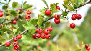 5 Essential Health Benefits of Hawthorn Berry