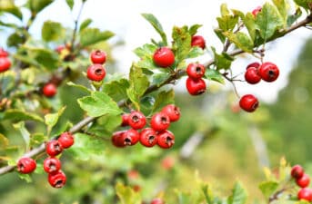 5 Essential Health Benefits of Hawthorn Berry