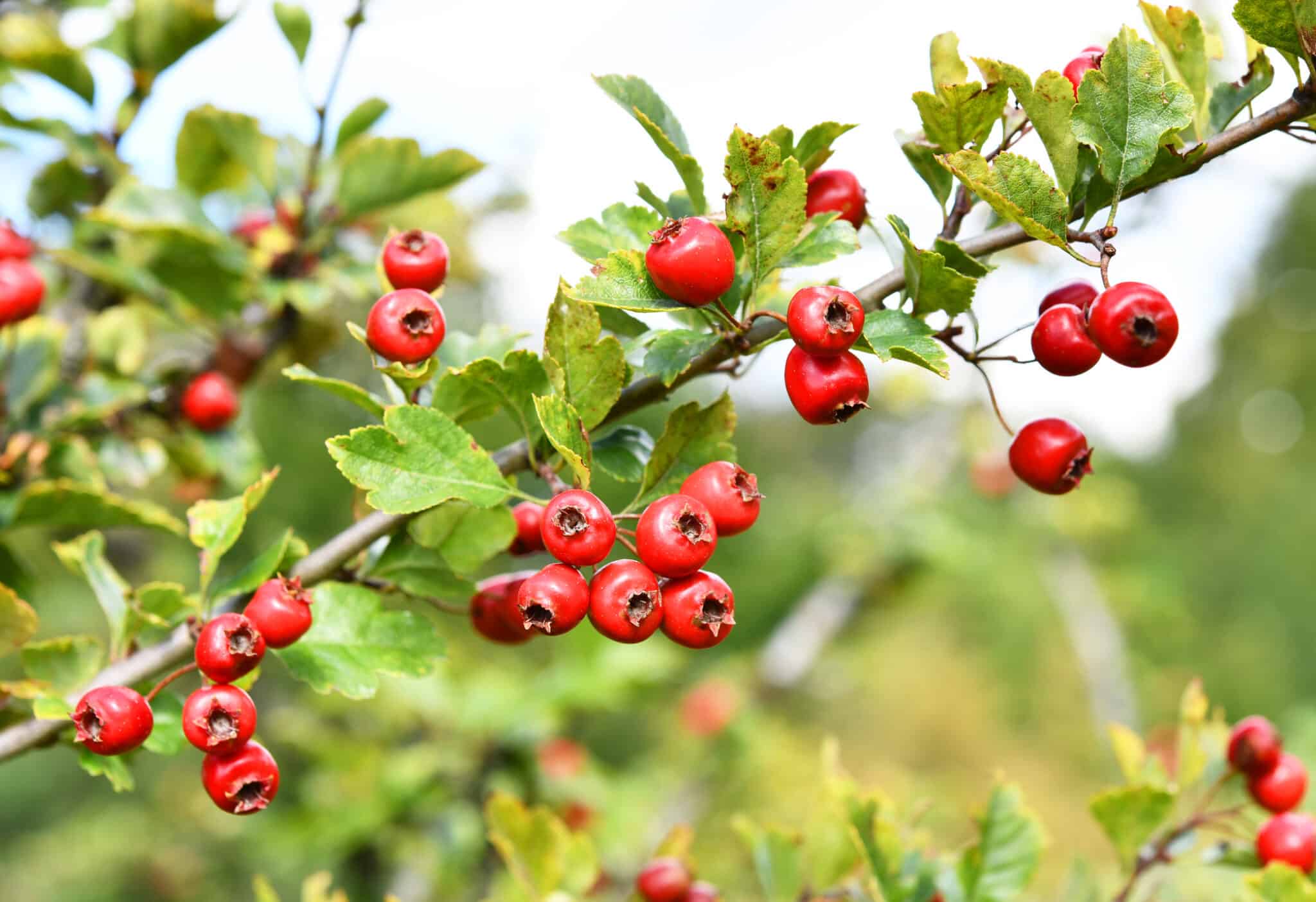 red fruits of hawthorn