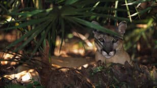 Solar Farms Create Conflict for Endangered Florida Panthers, Scientists Find
