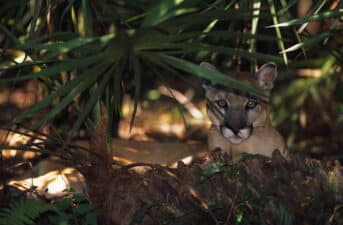 Solar Farms Create Conflict for Endangered Florida Panthers, Scientists Find