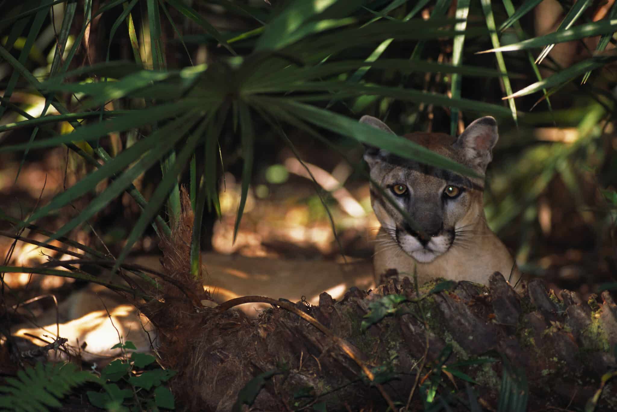 Endangered Florida Panther in the Brush