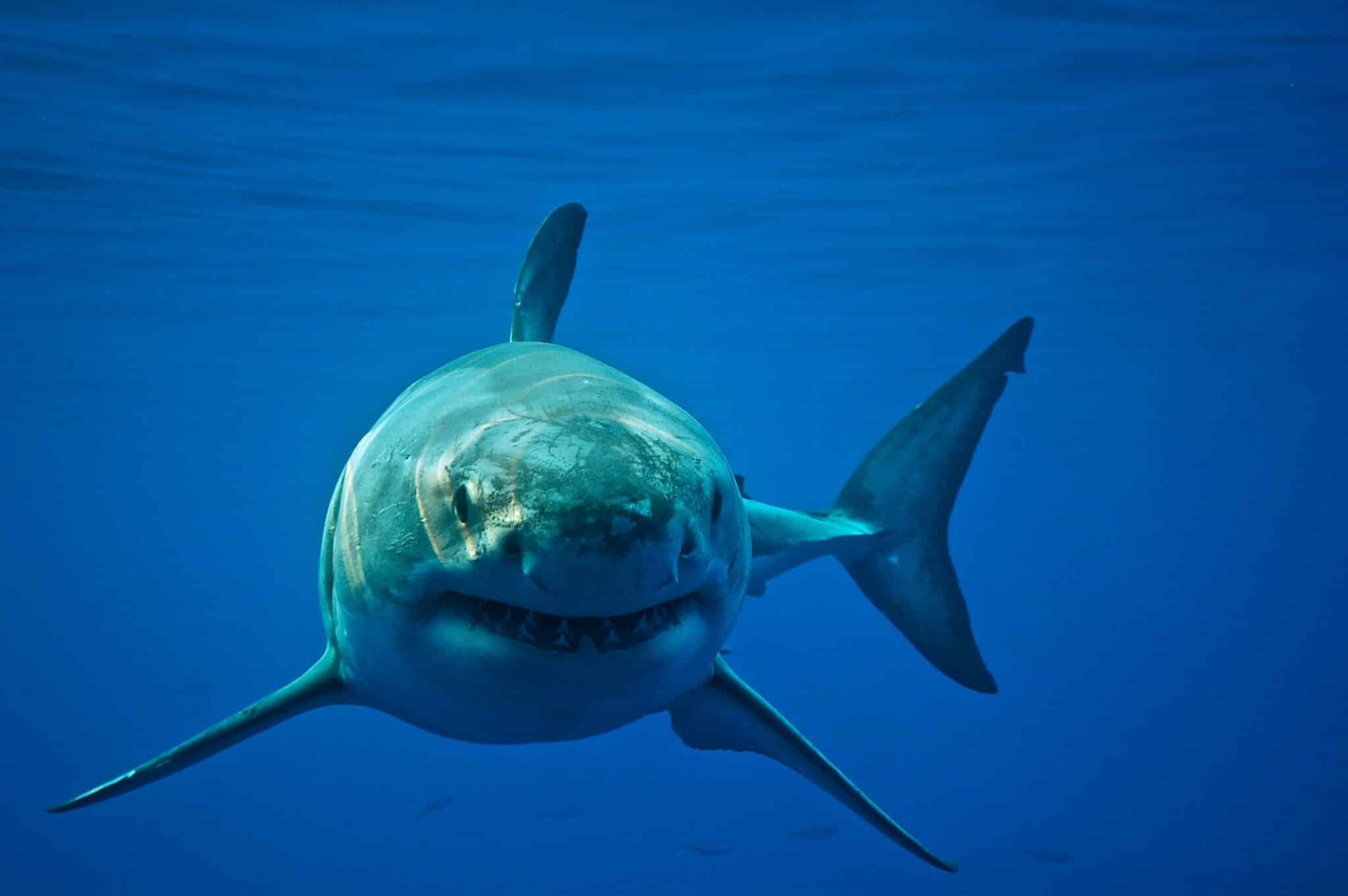 Shark-Killing Orcas Spotted Near Cape Town