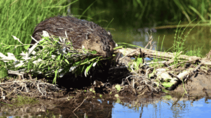 Beavers Are Migrating North, Altering the Arctic Environment