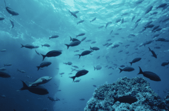 Warmer Oceans May Lead to Smaller Fish, Study Finds