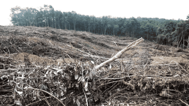 Palm Oil Plantations Could Be Defined as Reforestation Efforts in Indonesia Under ‘Dangerous’ Proposal