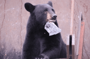 Consuming Human Junk Food Linked to Microbial Diversity Loss in Wild Bears