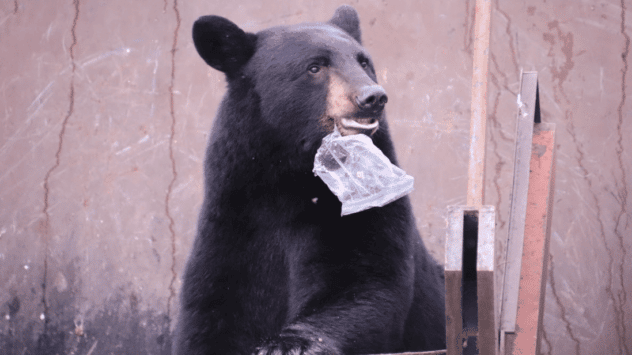 Consuming Human Junk Food Linked to Microbial Diversity Loss in Wild Bears