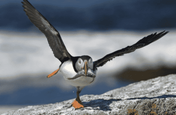 We Saved the Puffins. Now a Warming Planet Is Unraveling That Work.