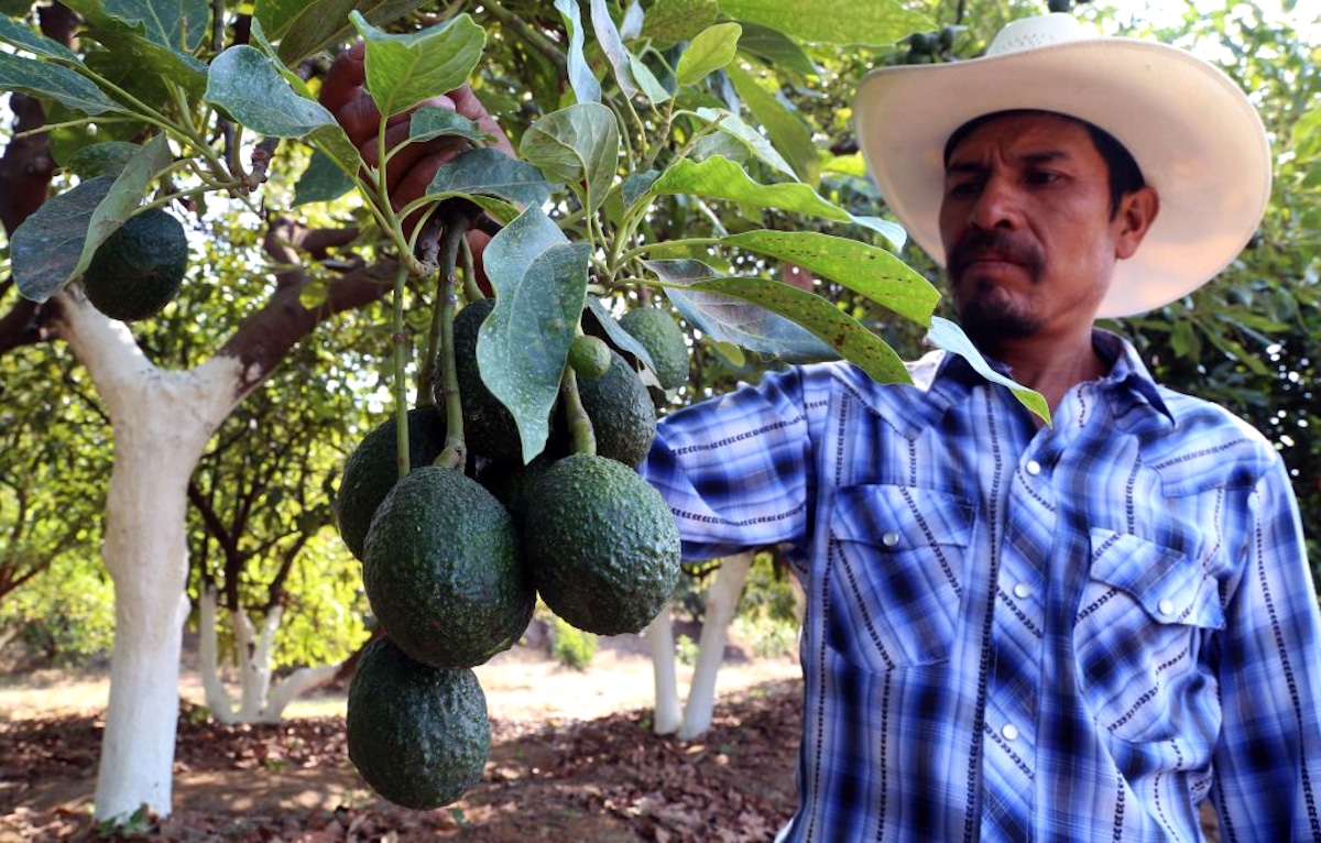 A farmer works at an avocado plantation in Mexico.