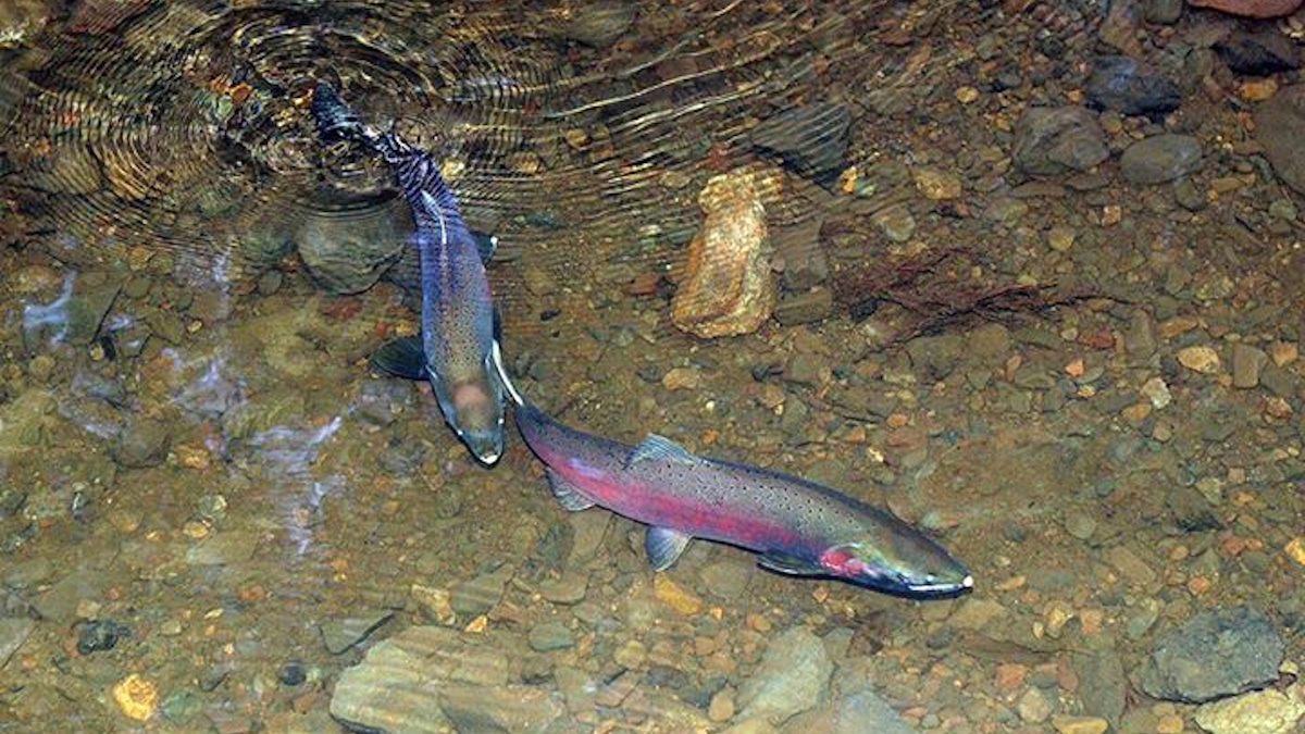 Endangered Salmon Return to Bay Area Streams