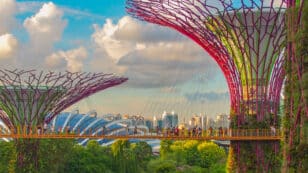 What Are Solar Trees, and Could They Replace Solar Panels?
