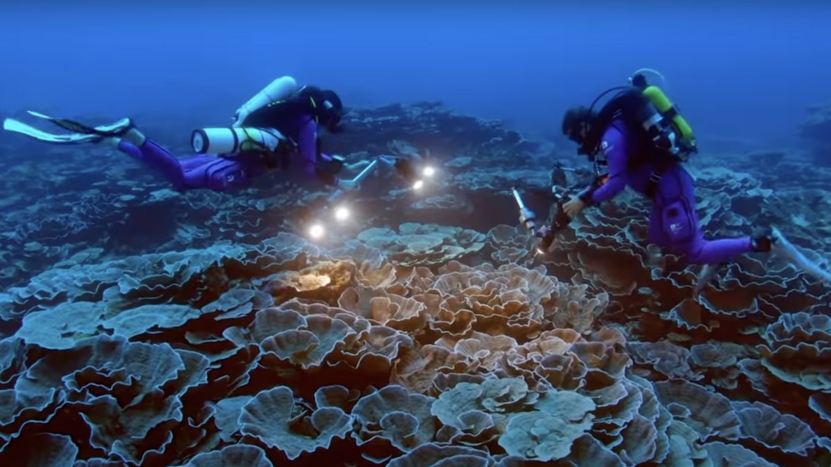 A coral reef off the coast of Tahiti.