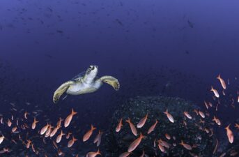 Ecuador Creates New Marine Reserve North of Galápagos Islands