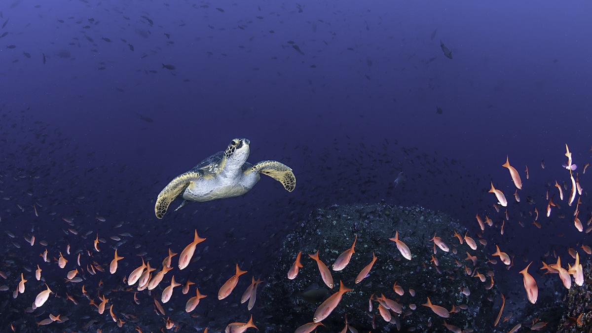 A sea turtle swims through a school of fish over a coral reef.