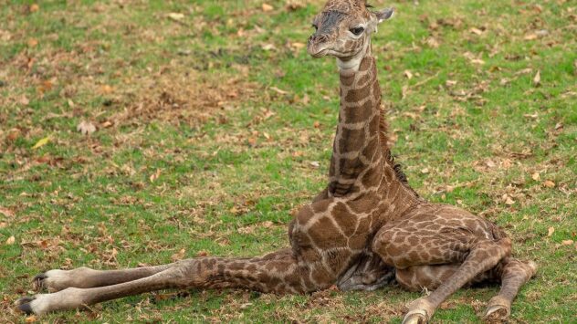 Two-Day Old Giraffe Calf Euthanized at San Diego Zoo Safari Park