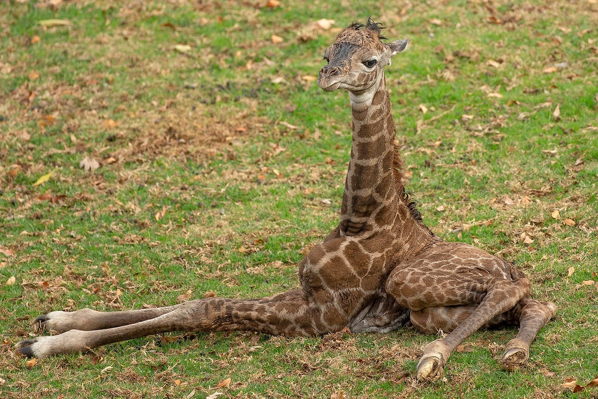 A 2-day-old male Masai giraffe calf born at the San Diego Zoo Safari Park