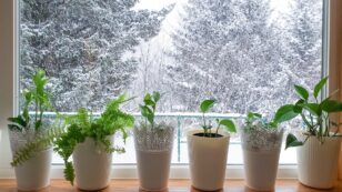How to Keep Your Houseplants Alive and Thriving This Winter