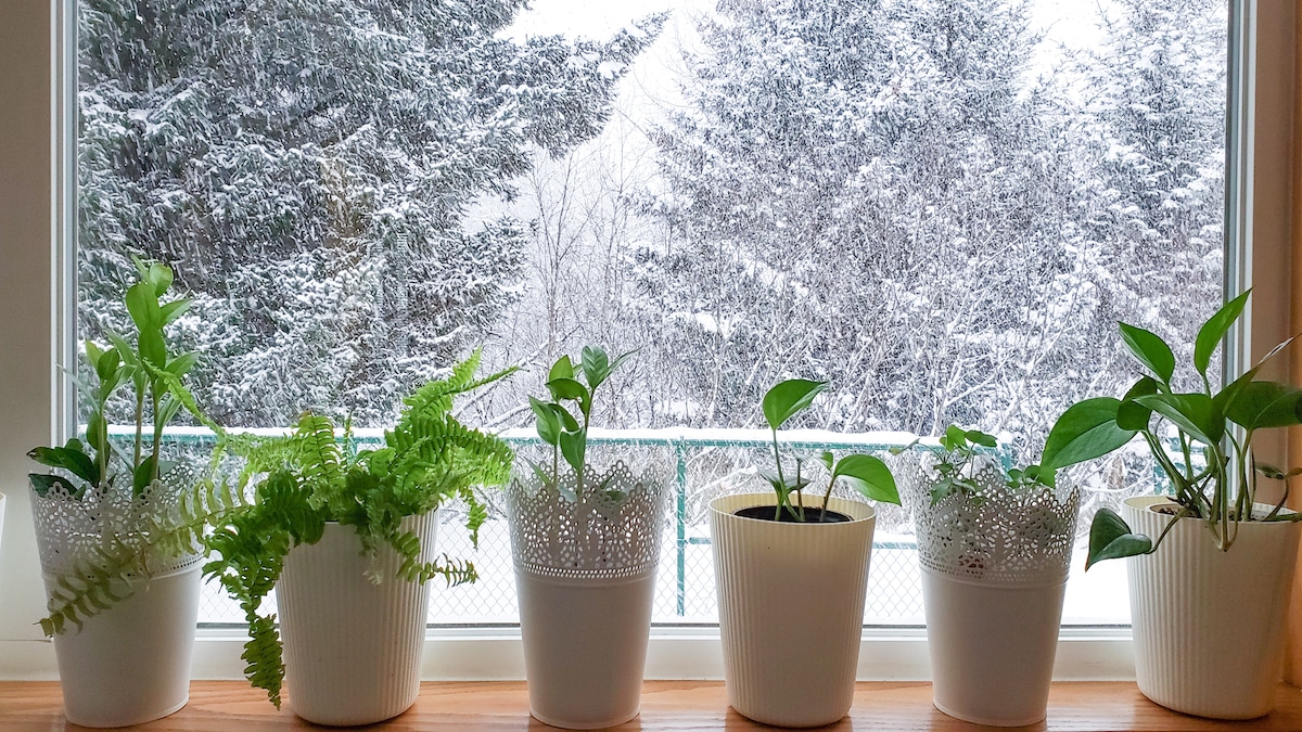 Houseplants in a window during winter.