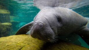 Wildlife Experts Work to Save Starving Manatees as Dangerous Cold Snap Looms