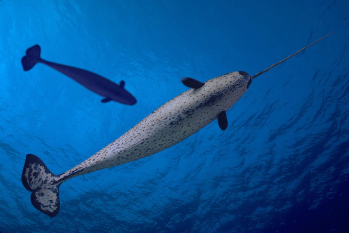 A male and female narwhal