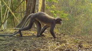 Over 200 New Species Discovered in Mekong Region, WWF Reports