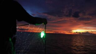 LED-Illuminated Gillnets Reduce Bycatch of Sea Turtles, Sharks and Other Marine Life, Study Finds