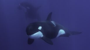 Orcas Observed Killing Blue Whales in ‘Biggest Predation Event on the Planet’