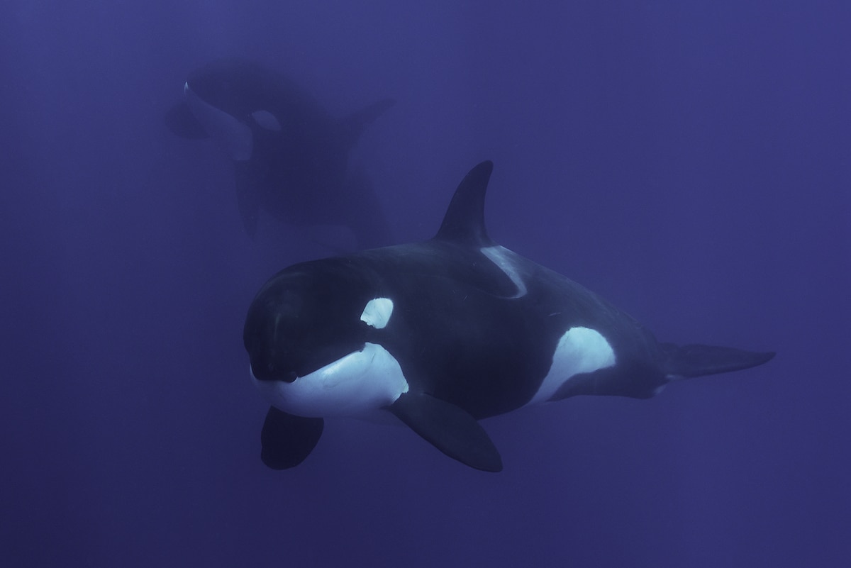 A female orca