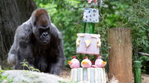 World’s Oldest Male Gorilla Dies at Atlanta Zoo: Ozzie, 61, Remembered as ‘a Legend’