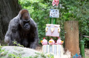 World’s Oldest Male Gorilla Dies at Atlanta Zoo: Ozzie, 61, Remembered as ‘a Legend’