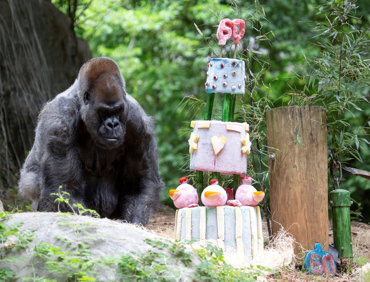 The gorilla Ozzie on his 60th birthday celebration.