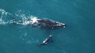 Genetic Testing of Baby Whales Could Help Save Species, Scientists Say