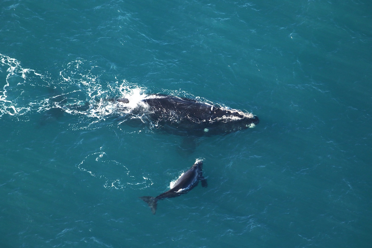 A mother right whale and calf