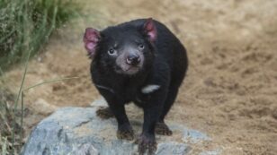 Tasmanian Devils Are Surprisingly Picky Eaters