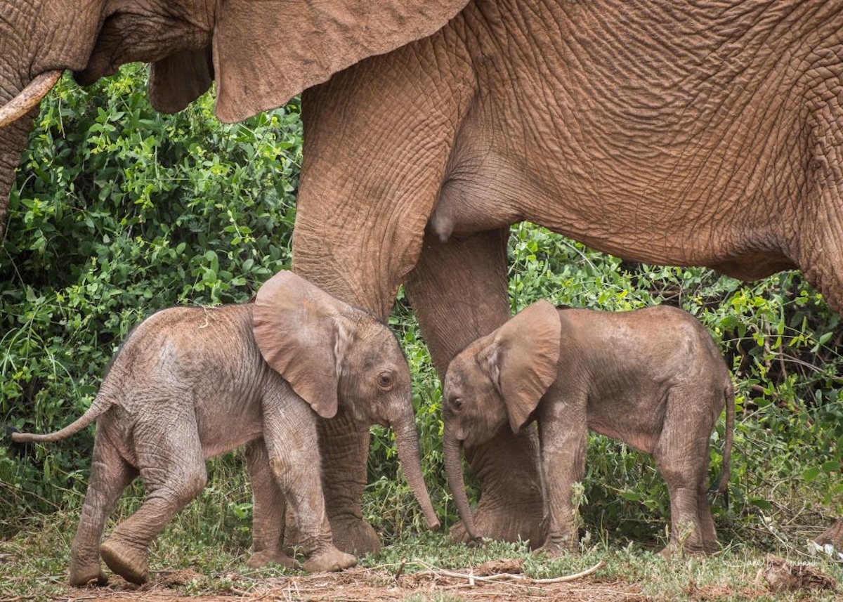Extremely Rare Pair of Twin African Elephants Born in Kenya