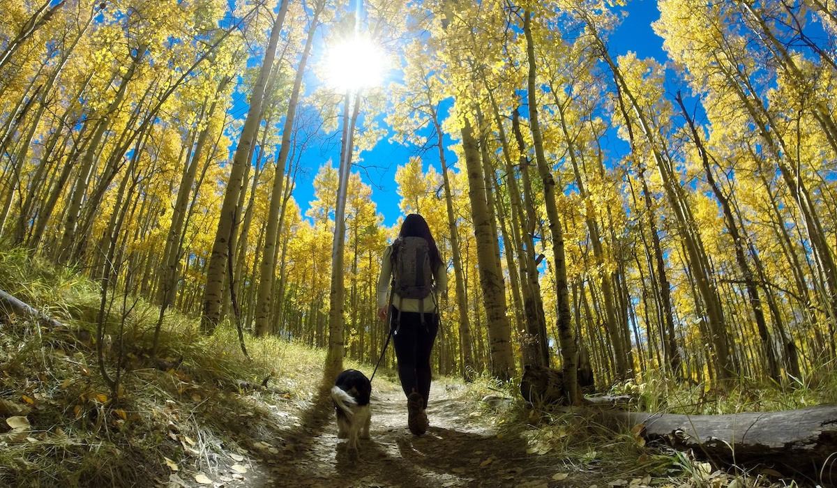 A woman walks a dog in a forest.