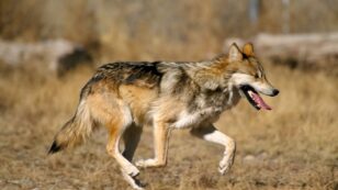 Trump’s Border Wall Kept Endangered Wolf From Finding Home and a Mate